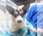 Small #1 Chihuahua Mix