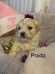 Small Photo #4 Havanese Puppy For Sale in THOMASVILLE, NC, USA