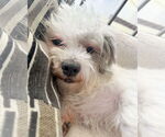 Small #2 Poodle (Miniature) Mix
