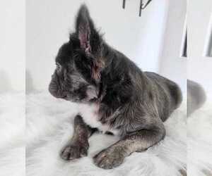 Mother of the French Bulldog puppies born on 03/01/2025