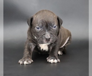 American Bully Puppy for sale in CHAMPAIGN, IL, USA