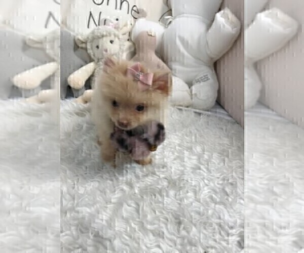 Medium Photo #2 Pomeranian Puppy For Sale in CORAL GABLES, FL, USA