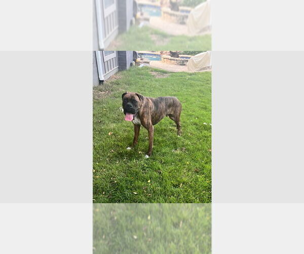 Medium Photo #1 Boxer Puppy For Sale in Austin, TX, USA