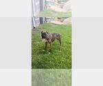 Small Boxer