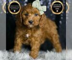 Small Photo #64 Cavapoo Puppy For Sale in WARSAW, IN, USA