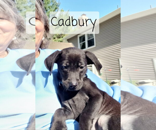 Medium Photo #4 Border Collie-Catahoula Leopard Dog Mix Puppy For Sale in Oakhurst, NJ, USA