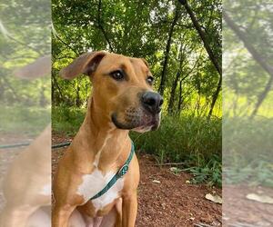 Mutt Dogs for adoption in Peoria, IL, USA
