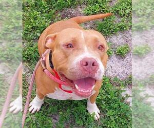 American Staffordshire Terrier Dogs for adoption in Fort Lauderdale, FL, USA