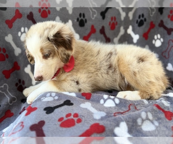 Medium Photo #2 Miniature Australian Shepherd Puppy For Sale in LAKELAND, FL, USA