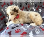 Small #1 Miniature Australian Shepherd
