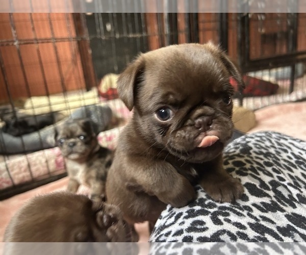 Medium Photo #67 Pug Puppy For Sale in BLOOMINGTON, IL, USA