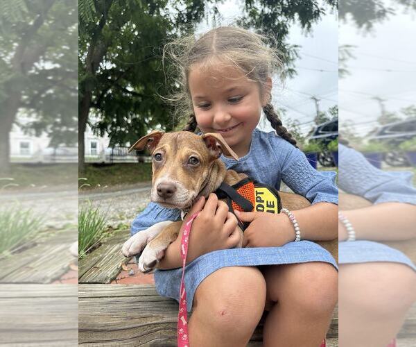 Medium Photo #3 Beagle-Unknown Mix Puppy For Sale in NYC, NY, USA