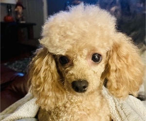 Mother of the Poodle (Toy) puppies born on 12/23/2024
