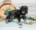 Small Photo #11 Schnauzer (Miniature) Puppy For Sale in BALTIC, OH, USA
