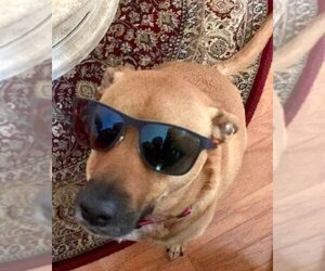 Shelby (SADIE) - Female Mutt Dog for Adoption - Photo #6