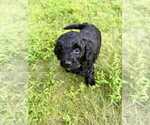 Small Photo #7 Aussiedoodle-Labradoodle Mix Puppy For Sale in BRYANTOWN, MD, USA