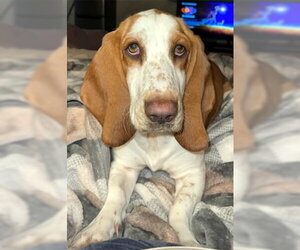 Bagle Hound Dogs for adoption in Deepwater, NJ, USA