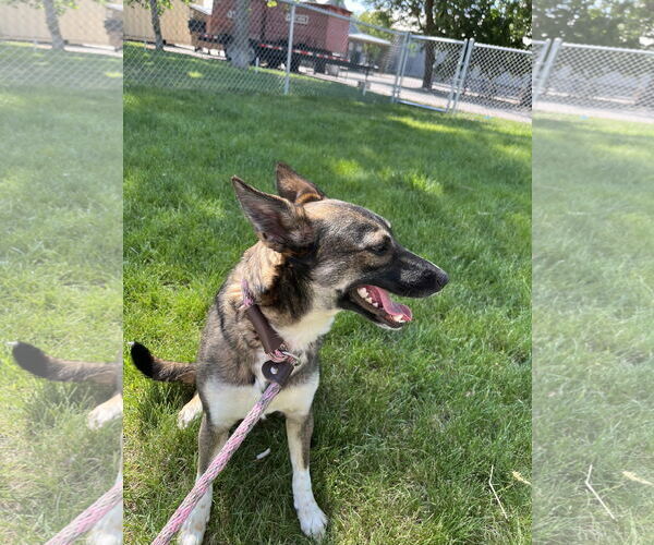 Medium Photo #3 Mutt Puppy For Sale in Emmett, ID, USA