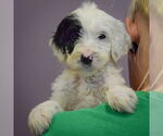 Small #3 Spaniel Mix