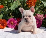 Small #1 French Bulldog