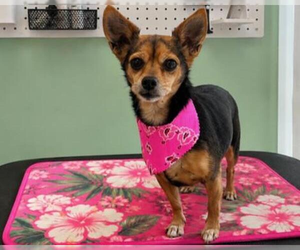 Medium Photo #1 Chihuahua-Unknown Mix Puppy For Sale in Orange, CA, USA
