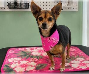 Chihuahua-Unknown Mix Dogs for adoption in Orange, CA, USA