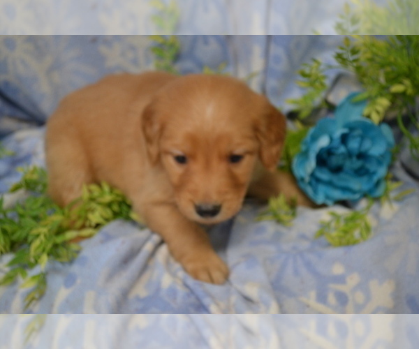 Medium Photo #4 Golden Retriever Puppy For Sale in GREENWOOD, WI, USA