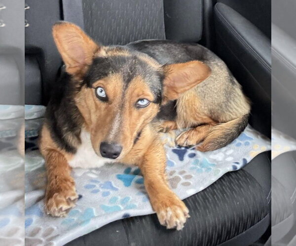 Medium Photo #3 Mutt Puppy For Sale in Overland Park, KS, USA