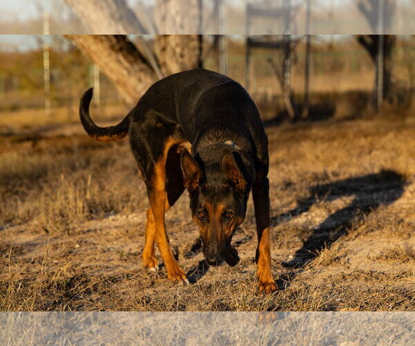 Medium Photo #4 German Shepherd Dog Puppy For Sale in Devine, TX, USA