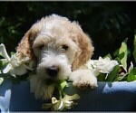 Small Photo #6 Goldendoodle Puppy For Sale in BRANDON, FL, USA