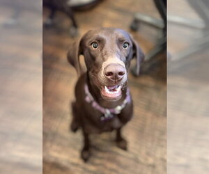 Labrador Retriever Dogs for adoption in Fort Worth, TX, USA