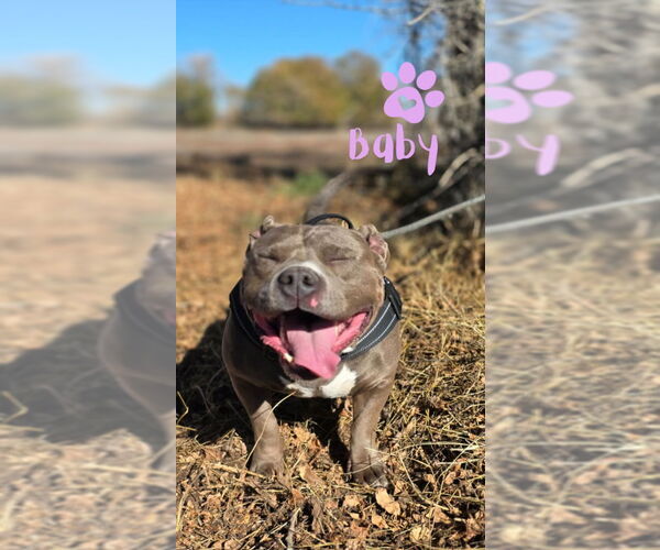 Medium Photo #1 American Pit Bull Terrier Puppy For Sale in Monte Vista, CO, USA