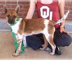 Small #3 Australian Terrier Mix