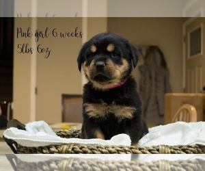Rottweiler Puppy for sale in MARION, IN, USA