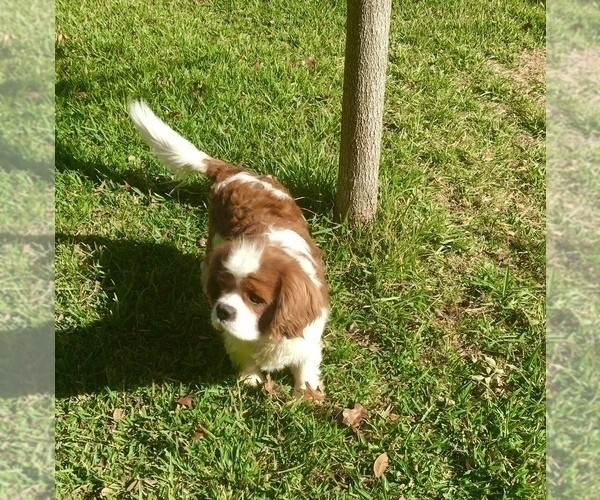 Medium Photo #6 Cavalier King Charles Spaniel Puppy For Sale in SPRING BRANCH, TX, USA