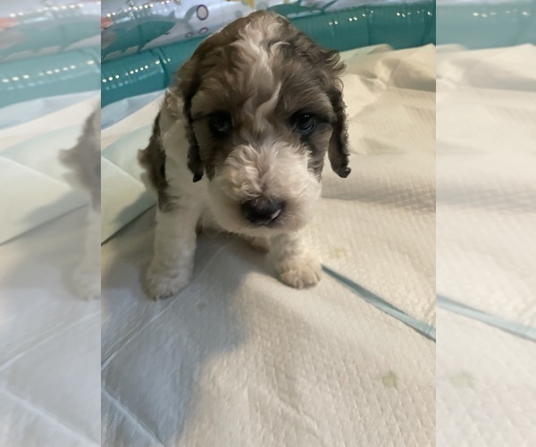 Medium Photo #8 Poodle (Standard) Puppy For Sale in COLUMBIA, SC, USA