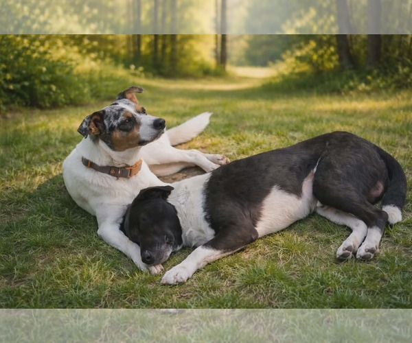 Medium Photo #6 Mutt Puppy For Sale in Oakhurst, NJ, USA