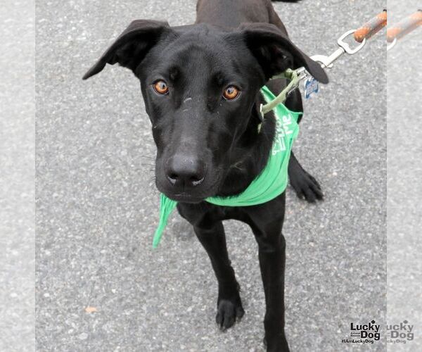 Medium Photo #7 Labrador Retriever-Unknown Mix Puppy For Sale in Washington, DC, USA