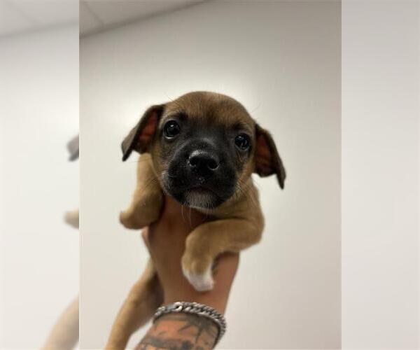 Medium Photo #1 Pug-Unknown Mix Puppy For Sale in Corpus Christi, TX, USA