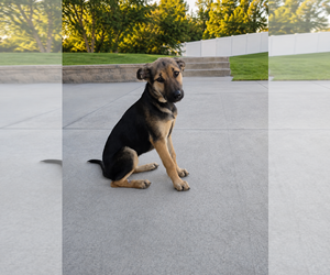 Rottweiler Dogs for adoption in MIDWAY, UT, USA