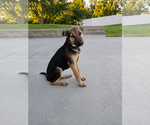 Denali - Female Rottweiler Dog for Adoption - Small photo