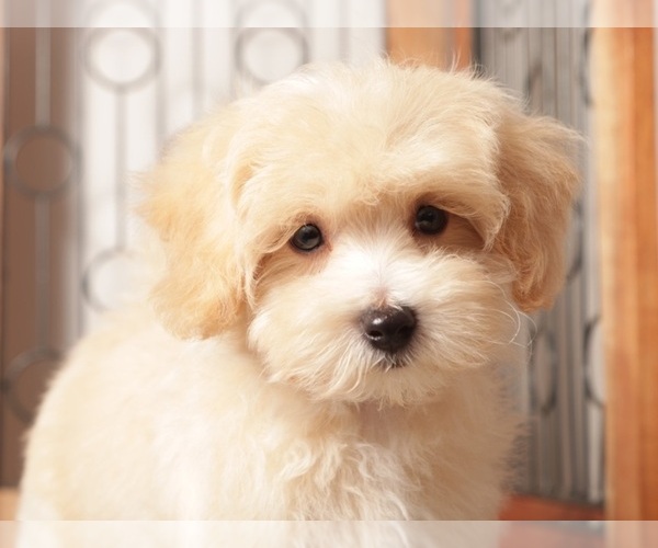 Medium Photo #2 Maltipoo Puppy For Sale in NAPLES, FL, USA