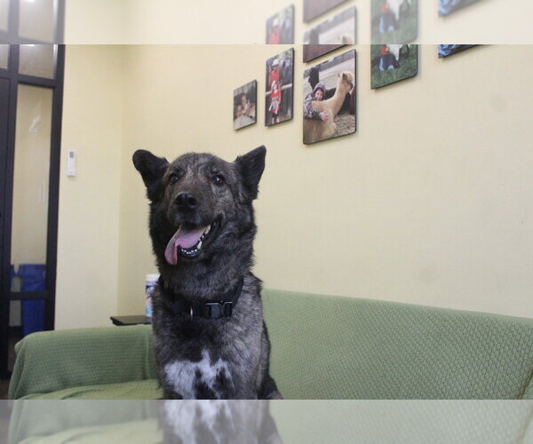 Medium Photo #4 Gerberian Shepsky Puppy For Sale in Chestertown, MD, USA