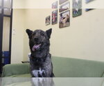 Small #3 Gerberian Shepsky