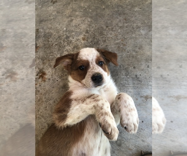 Medium Photo #1 Texas Heeler Puppy For Sale in CARROLLTON, MS, USA