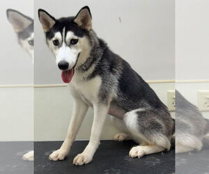 - Mix Dogs for adoption in Great Bend, KS, USA