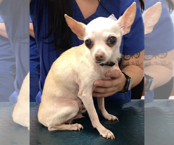 Medium Photo #2 Chihuahua Puppy For Sale in Lincolnwood, IL, USA