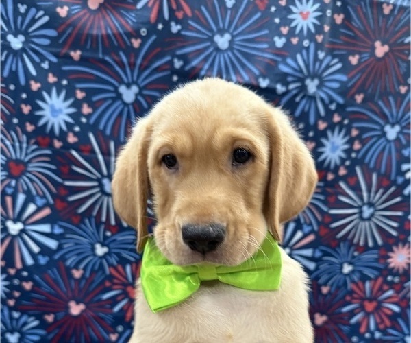 Medium Photo #10 Labrador Retriever Puppy For Sale in ALAFAYA, FL, USA