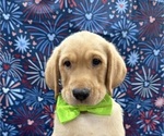 Small Photo #10 Labrador Retriever Puppy For Sale in ALAFAYA, FL, USA