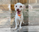 Small #1 Maltipoo (Miniature)